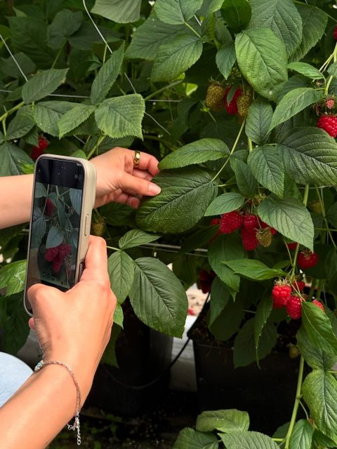Himbeer-Update 🚨Unser Selbstpflückfeld wurde heute fleißig leergepflückt und braucht jetzt ein paar Tage Pause, um neue Kraft zu sammeln. Wir sagen euch natürlich Bescheid, sobald es wieder geöffnet ist!#himbeeren #paulsbauernhof #wallau #hofheimwallau #himbeersaison #raspberryseason