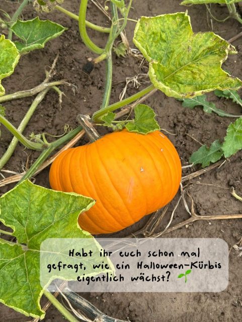 Habt ihr euch schon einmal gefragt, wie ein Halloween-Kürbis eigentlich wächst? 🎃Vom kleinen Samen bis zum großen Kürbis - auf unseren Feldern passiert in ein paar Monaten ganz schön viel! Swipe durch und schau dir an, wie aus einer winzigen Knospe ein richtig großer Kürbis wird… Jedes Jahr ist es wieder faszinierend, dieses Wachstum zu beobachten. 🌱#kürbis #landwirtschaft #paulsbauernhof #kürbisschnitzen