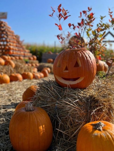 Liebe Kürbis-Fans 🎃Langsam neigt sich unsere wunderschöneKürbissaison dem Ende zu ✨Das heißt: Nur noch heute & morgen habt ihr die Chance, unsere Kürbiserlebniswelt zu besuchen!Kommt mit Familie & Freunden vorbei, spaziert durch die bunte Kürbisausstellung, unterhaltet euch mit den Dinos, genießt etwas Leckeres vom Hof & lasst euch von der herbstlichen Stimmung verzaubern 🍂📅 Donnerstag 13:00 - 18:30 Uhr📅 Freitag 13:00 - 21:30 UhrWir freuen uns auf euch! 🧡#herbst #kürbis #kürbiserlebniswelt #paulsbauernhof #maislabyrinth