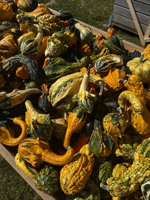 🎃 Liebe Kürbisfans, 
eine wunderbare Saison liegt hinter uns – und wir hatten so viel Spaß mit euch in der Kürbiserlebniswelt!
Danke an alle, die vorbeigeschaut, Fotos gemacht und den Herbst mit uns gefeiert haben. 🧡🍂

Aber: Nach der Saison ist vor der Saison! 👨🏼‍🌾
Bei uns laufen bereits die Vorbereitungen für die Erdbeerzeit auf Hochtouren – und wir können es kaum erwarten, bald wieder mit euch in den Sommer zu starten. 🍓

Bis dahin versorgen wir euch natürlich weiter mit Content in Form von leckeren KÜRBISREZEPTEN und spannenden Einblicken hinter die Kulissen unserer Erdbeer-Vorbereitungen.

Bleibt gespannt – es geht weiter! ❤️