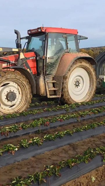 Nach der Saison ist vor der nächsten 🌱🚜
Der Aufbau der Sonnentunnel auf unseren Erdbeerfeldern hat begonnen! 🍓

Mit unseren frühreifen Sorten sorgen wir dafür, dass ihr schon ab dem 20. April die ersten frischen Erdbeeren genießen könnt 😍🍓

#paulsbauernhof #erdbeeren #regional #erdbeersaison
