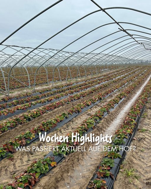 Das neue Jahr hat bei uns auf Paul’s Bauernhof mit viel Vorbereitung, Handarbeit und Vorfreude begonnen.
Während auf dem Feld die Erdbeertunnel aufgebaut werden, läuft in der Küche schon die Marmeladenproduktion. 🌱🍓

#landwirtschaft #erdbeeren #kartoffeln