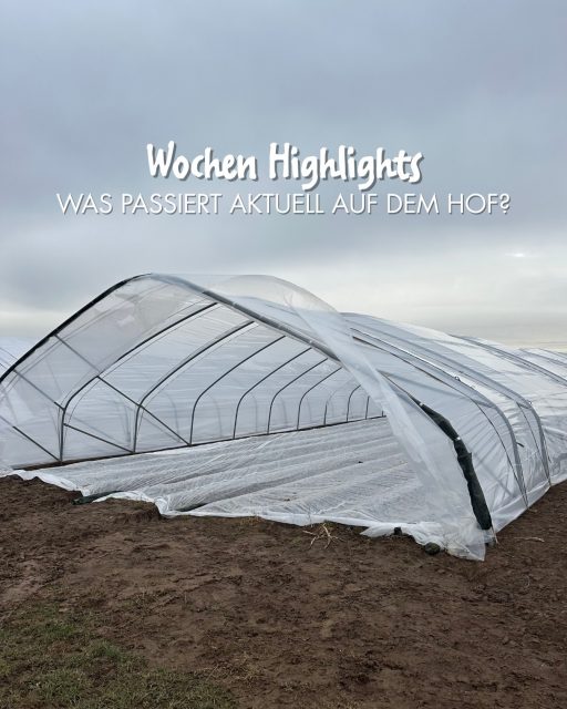 Diese Woche werden die Tore an unseren Erdbeertunneln angebracht und dann heißt es: Tore zu, Sonne rein! 🌞

Dann warten wir geduldig auf die ersten Sonnenstrahlen und darauf, dass sie ein perfektes Klima für unsere Erdbeeren schaffen 🌱🌡️🍓
So starten wir optimal in die neue Saison!

#erdbeeren #landwirtschaft