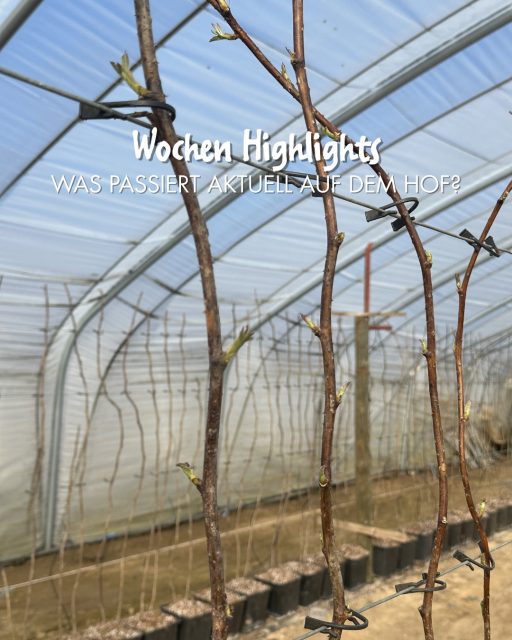 Was passiert diese Woche bei Paul‘s Bauernhof? 🌿👨🏼‍🌾

Unsere Himbeer- und Erdbeerpflanzen haben die Sonne schon sehr genossen ☀️ Langsam aber sicher wird es richtig frühlingshaft! 🌱

Außerdem laufen schon die Vorbereitungen für die diesjährige Kürbiserlebniswelt… ratet mal: Was wird das Thema 2026? 👀💭

#landwirtschaft #himbeeren #erdbeeren