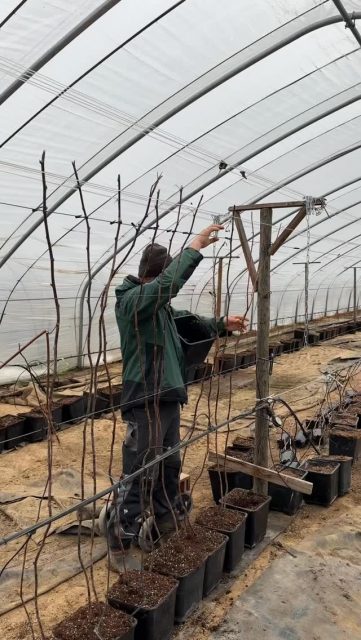 Noch wirkt es im Himbeertunnel eher ruhig – aber in einigen Wochen wird hier wieder alles voller Himbeeren sein. 🌿🍓
Wir zählen schon die Tage bis zur Saison! Wer freut sich auch schon?