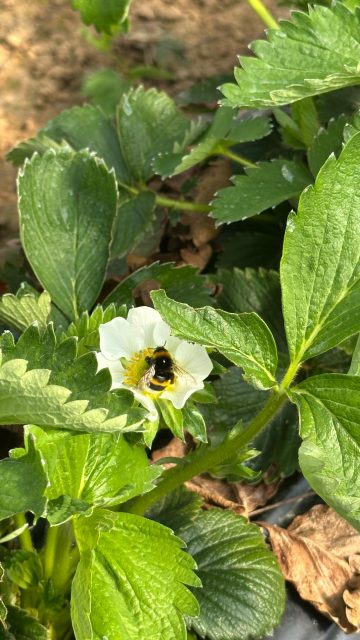 Kleine Helfer, große Wirkung 🐝

In jeden unserer Erdbeertunnel ist ein Hummelvolk eingezogen. Sie bestäuben dort die Blüten 🌸 und bilden damit die Grundlage für schöne, gleichmäßig gewachsene Erdbeeren 🍓

Warum nutzen wir Hummeln und keine Bienen? Hummeln sind dafür perfekt geeignet: Sie fliegen auch bei kühleren Temperaturen und sind weniger empfindlich als Bienen – ein großer Vorteil für den frühen Saisonstart. 

Sobald es draußen wärmer wird und mehr blüht, ziehen sie weiter und unterstützen auch die Bestäubung in den umliegenden Feldern 🌱

#erdbeeren #erdbeersaison #hummeln #frühling