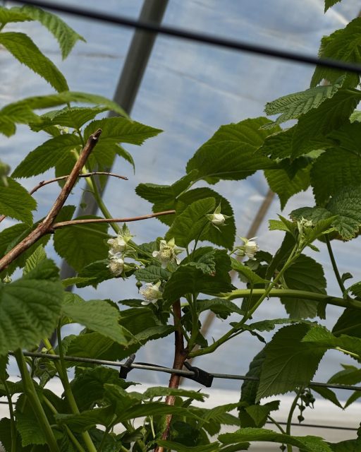 Wie sieht es aktuell im Himbeertunnel aus? 🌿 Die Pflanzen wachsen weiter kräftig und die ersten Blüten sind bereits da.
Wenn alles so weitergeht, rechnen wir in ca. 5 Wochen mit den ersten reifen Himbeeren! 😍🍓