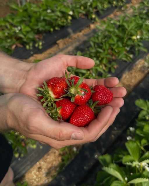 Die ersten Erdbeeren sind reif 😍🍓
Süß, saftig und frisch vom Feld!

Ab Montag findet ihr sie wieder an unseren Verkaufsständen – für euch gepflückt & bereit zum Genießen 🥰

#erdbeeren #erdbeersaison #sommer
