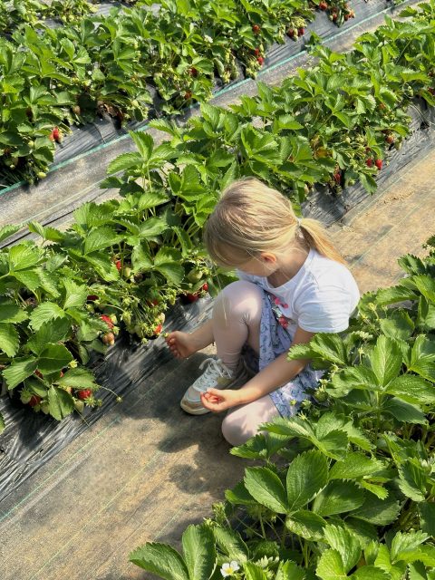Wir haben gute Neuigkeiten: Das Warten hat ein Ende! 😍🍓 Morgen eröffnen wir unser erstes Selbstpflückfeld in Wallau!

📍Theodor-Heuss-Straße, 65719 Hofheim-Wallau, Richtung Nordenstadt

🕗 8.00 - 18.00 Uhr
letzter Einlass 60 Minuten vor dem Schließen der Stände

Kommt vorbei, schnappt euch eure Körbe und pflückt eure Erdbeeren direkt frisch vom Feld 🌱

#erdbeeren #selbstpflückfeld #pflücken #erdbeersaison