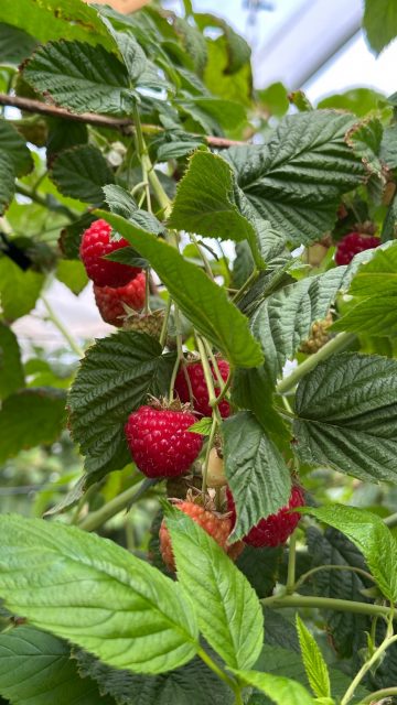 Unsere Himbeeren sind zurück 🍓❤️
Ab sofort bekommt ihr die ersten frischen Himbeeren an unseren Verkaufsständen von Pauls Bauernhof.
Täglich mit viel Liebe von Hand gepflückt 🌱
Da wir noch am Anfang der Saison sind, gibt es aktuell nur kleine Mengen – frühes Vorbeikommen lohnt sich also ☺️✨
#himbeeren #paulsbauernhof