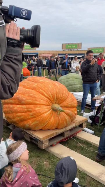 Die Riesenkürbis-Saison startet wieder! 🎃🌱
Ab morgen (Freitag) bekommt ihr an all unseren Verkaufsständen wieder unser Riesenkürbis-Saatgut – inklusive Anleitung, damit eure Kürbisse groß und stark werden. 🌿
Mit etwas Geduld und guter Pflege wächst vielleicht schon bald euer eigener Kürbisgigant heran 🍂
Wir freuen uns jetzt schon auf viele Teilnehmer bei unserer Riesenkürbis-Wiegemeisterschaft im Herbst.
Egal ob Privatperson, Schulklasse oder Verein: macht gerne mit! ❤️
#riesenkürbis #paulsbauernhof