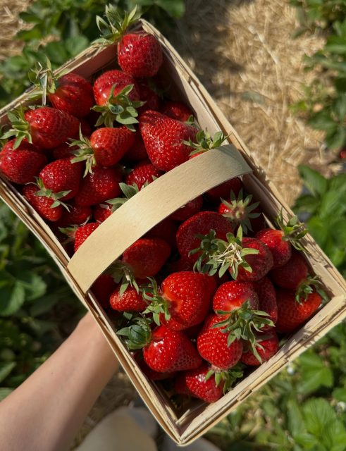 🍓 ALL YOU CAN PFLÜCK 🍓

Ab morgen geht’s wieder los: Unsere beliebte All-You-Can-Pflück-Aktion startet auf einem neuen Erdbeerfeld in Wallau – und dort warten jede Menge reife Erdbeeren auf euch! ❤️

So funktioniert’s:
Ihr zahlt einmalig euren Eintritt und dürft dann so viele Erdbeeren pflücken, wie ihr möchtet. Perfekt für einen Ausflug mit der Familie, Freunden oder einfach für alle Erdbeerliebhaber. ☺️✨

💰 Preise:
• Erwachsene: 15 €
• Familie (2 Erwachsene + 2 Kinder): 30 €
• Jedes weitere Kind: 5 €
• Kinder unter 1 Meter: kostenlos

📍Wo?
In Wallau. Die Zufahrt erfolgt über den Feldweg schräg gegenüber von Meda Küchen. Folgt dem Feldweg bis zur A66, biegt dort links ab und schon seid ihr am Erdbeerfeld.

🚗 Parkplätze sind direkt am Feld ausreichend vorhanden.

Packt eure Liebsten ein, genießt die frische Luft und verbringt einen schönen Tag bei uns auf dem Feld. Wir freuen uns auf euch! ❤️🍓