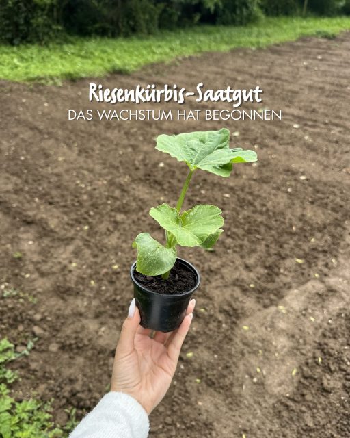 🌱 Update aus unserem Riesenkürbis-Projekt! 🎃Vor einigen Wochen haben wir die ersten Samen für unsere Riesenkürbisse ausgesät… jetzt zeigen sich die bereits die ersten kräftigen Blätter. Damit die Pflanzen genug Platz und Nährstoffe für ihr enormes Wachstum bekommen, werden sie nun ins Freiland umgesetzt. Dort können sie ihr Wurzelwerk weiter ausbilden und in den kommenden Monaten hoffentlich zu echten Giganten heranwachsen.Natürlich nehmen wir euch weiterhin mit auf die Reise und updaten euch regelmäßig. 🌱Wer von euch hat auch schon Riesenkürbisse ausgesät? Schreibt es uns gerne in die Kommentare! 👇🏻☺️#riesenkürbis #kürbis #landwirtschaft #paulsbauernhof