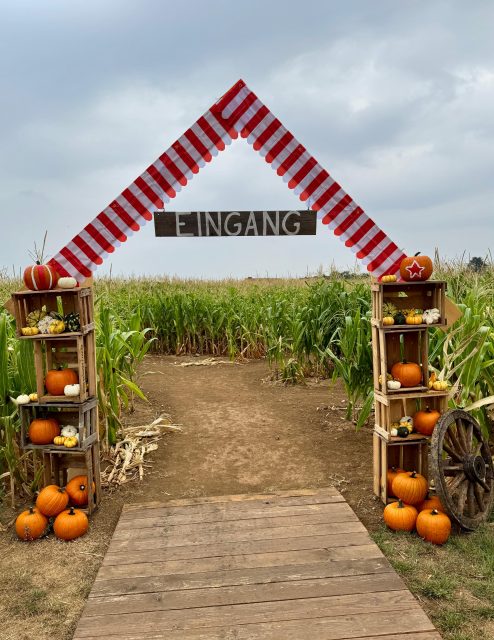 🎪🌽 Willkommen in unserem Maislabyrinth!
Dieses Jahr dreht sich bei uns alles um das Motto Zirkus 🤹🏻♀️ und auf über 3.000 m Weg gibt es jede Menge zu entdecken! ⭐️
Aber nicht nur im Maisfeld wartet Abenteuer auf euch: Unser riesiges Hüpfkissen und der Maispool sorgen dafür, dass auch außerhalb des Labyrinths keine Langeweile aufkommt ☺️✨
Dazu gibt es in unserem Hofladen viele regionale Produkte sowie hausgemachte Snacks und Gerichte rund um Kürbis & Mais 🎃🌽
⏰ Öffnungszeiten:
Montag–Freitag | 14–19 Uhr
Samstag, Sonntag & Feiertage | 10–19 Uhr
📍An der Landstraße zwischen Hofheim-Wallau und Wiesbaden-Nordenstadt
Kommt vorbei und verbringt einen schönen Nachmittag bei uns! 🎪🌽✨