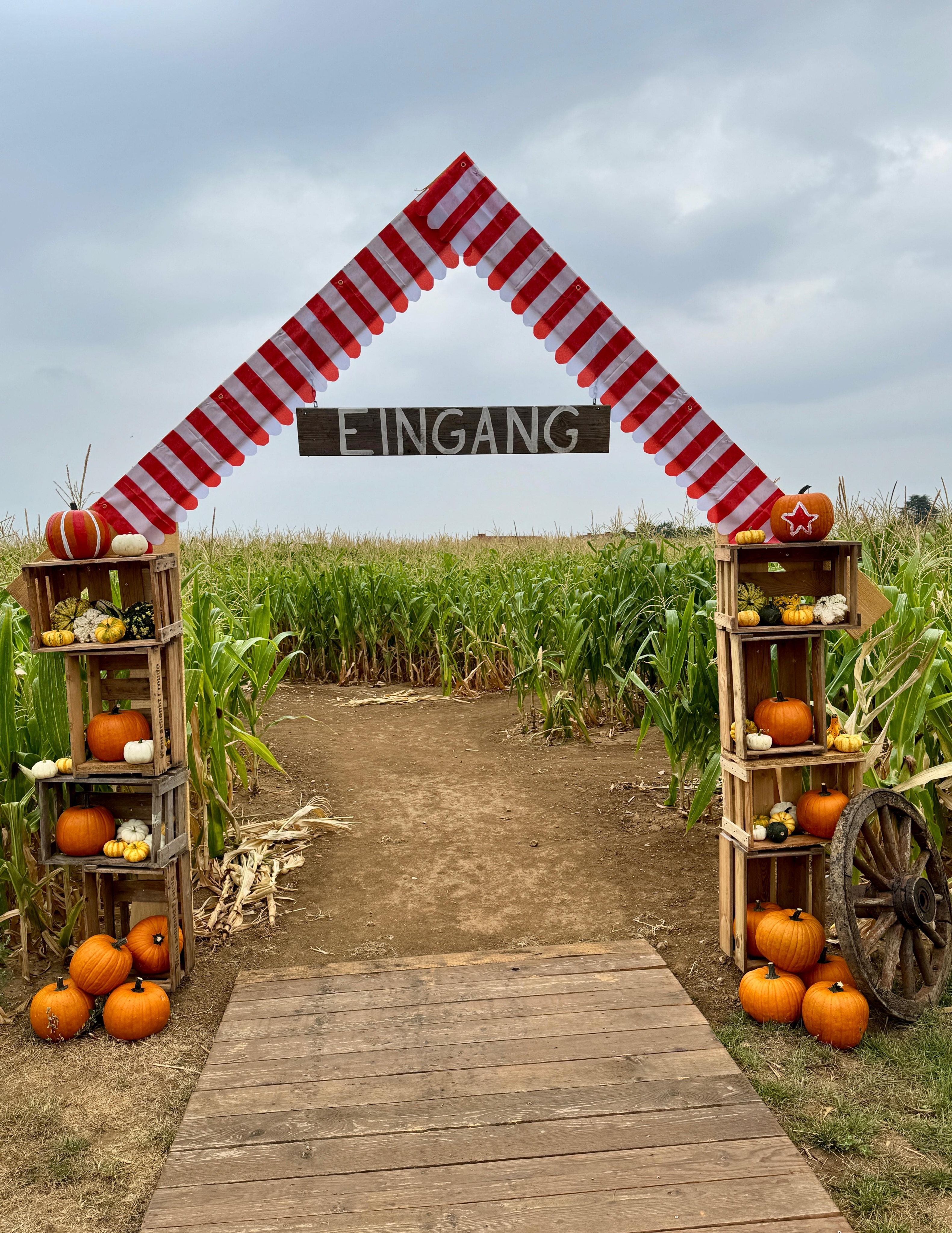 🎪🌽 Willkommen in unserem Maislabyrinth!
Dieses Jahr dreht sich bei uns alles um das Motto Zirkus 🤹🏻♀️ und auf über 3.000 m Weg gibt es jede Menge zu entdecken! ⭐️
Aber nicht nur im Maisfeld wartet Abenteuer auf euch: Unser riesiges Hüpfkissen und der Maispool sorgen dafür, dass auch außerhalb des Labyrinths keine Langeweile aufkommt ☺️✨
Dazu gibt es in unserem Hofladen viele regionale Produkte sowie hausgemachte Snacks und Gerichte rund um Kürbis & Mais 🎃🌽
⏰ Öffnungszeiten:
Montag–Freitag | 14–19 Uhr
Samstag, Sonntag & Feiertage | 10–19 Uhr
📍An der Landstraße zwischen Hofheim-Wallau und Wiesbaden-Nordenstadt
Kommt vorbei und verbringt einen schönen Nachmittag bei uns! 🎪🌽✨