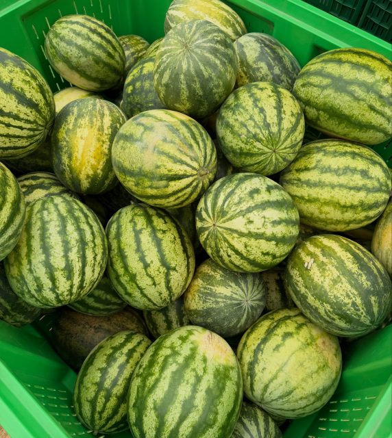 🍉 Erinnert ihr euch noch an unser Wassermelonen-Experiment?
Dieses Jahr haben wir zum ersten Mal selbst Wassermelonen angebaut - und jetzt ist es tatsächlich so weit: Die ersten Melonen sind reif und werden bei uns im Maislabyrinth verkauft! ☺️✨
Kommt vorbei, holt euch eine und genießt ein Stück Sommer von unserem eigenen Anbau! 🌱
#wassermelone #anbau #sommer #maislabyrinth