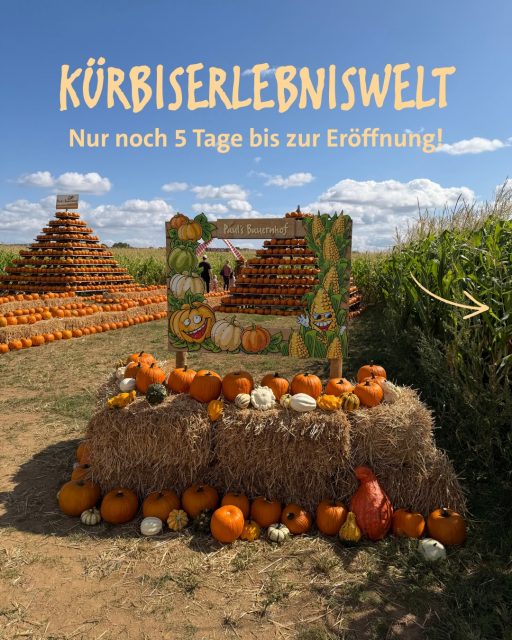 It‘s pumpkin season! 🎃🧡
Ab dem 29. August wird es bei uns noch bunter! 🍂
Während ihr bereits durch unser Maislabyrinth rätseln könnt, wartet schon das nächste Highlight auf euch:
Unsere Kürbiserlebniswelt öffnet offiziell ihre Tore! ✨
Freut euch auf jede Menge Kürbisse, herbstliche Stimmung und ganz viel zu entdecken!
📅 Eröffnung: 29. August
Kommt vorbei, entdecke unsere Kürbiserlebniswelt und verbringt einen schönen Tag bei uns 🧡
Wir freuen uns auf euch!
#kürbiserlebniswelt #eröffnung #herbst #ausflugsziel #familienausflug