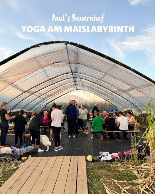 So schön war unser Yoga-Abend im Maislabyrinth 🌿🧘🏼♀️✨
Zwischen Maispflanzen und unter freiem Himmel haben wir gemeinsam den Alltag für einen Moment hinter uns gelassen, tief durchgeatmet und Energie gesammelt 💫
Und wenn ihr beim nächsten Mal dabei sein möchtet: Am Donnerstag, dem 03.09., findet unser nächster Yoga-Abend im Maislabyrinth statt. 🌽
Der Yoga-Kurs ist kostenlos. Alle Infos und die Anmeldung findet ihr auf unserer Website.
Wir freuen uns auf euch! 🧡
#yoga #maislabyrinth