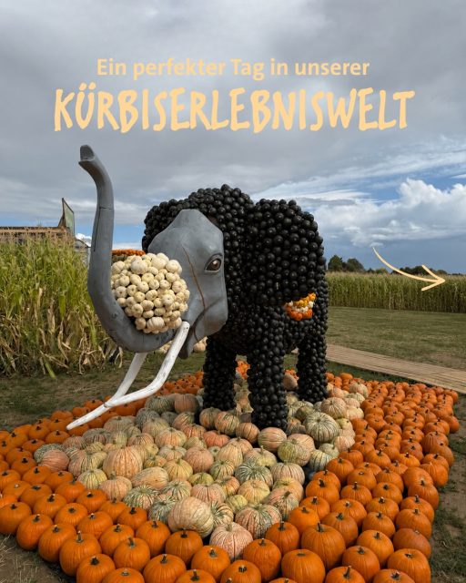 Ein Herbsttag voller Kürbisse, Abenteuer & Genuss 🎃
Swipe durch und entdeckt, wie euer perfekter Tag bei uns in der Kürbiserlebniswelt von Paul‘s Bauernhof aussehen könnte 🧡🍂
Startet erst einmal ganz entspannt in euren Tag bei uns.
🕖 Unsere Kürbiserlebniswelt und das Maislabyrinth haben wie folgt geöffnet:
montags - freitags von 14-19 Uhr &
samstags, sonntags & an Feiertagen von 10-19 Uhr
Am Wochenende könnt ihr also direkt morgens vorbeikommen und den Tag bei uns verbringen 🧡
Hier gibt es einiges zu entdecken: In unserer Kürbiserlebniswelt warten 16 aufwendig gestaltete Kürbisfiguren zum diesjährigen Thema ZIRKUS und viele bunte Fotopoints auf euch! 🎪⭐️📸
Also Augen auf - überall gibt es liebevolle Details zu entdecken ☺️🔎
ÜBER 30.000 KÜRBISSE
Für unsere Kürbisfiguren wurden insgesamt über 30.000 Kürbisse verbaut.
Nehmt euch also Zeit für einen Rundgang! 🎪💛🌽
Zeit für eine kleine Pause 🍦
Nach dem ersten Rundgang darf natürlich eine kleine Pause nicht fehlen. Probiert unser hausgemachtes Eis und genießt ein paar entspannte Minuten, bevor das nächste Abenteuer wartet. 🌽💛
Jetzt wird’s abenteuerlich! 🌽
Begebt euch gemeinsam auf die Suche nach dem richtigen Weg durch unser Maislabyrinth.
Unterwegs warten 7 Stationen, an denen ihr entdecken, rätseln und euch durch das Labyrinth arbeiten könnt.
Wer findet zuerst den Ausgang? 🔎
Nach so viel Entdecken & Herumlaufen ist es Zeit für eine Stärkung 🥨
Bei uns findet ihr ganz viele herzhafte und süße Snacks rund um Kürbis & Mais.
Wie wäre es mit knusprigen Kürbispommes, einer warmen Kürbissuppe oder einer erfrischenden Erdbeerschorle? 🍓🍟🥤
Jetzt wird’s kreativ! 🎃
Ihr könnt euch einen bereits ausgehöhlten Kürbis aussuchen und mit kindersicherem Schnittwerkzeug euer eigenes Kürbis Gesicht gestalten!
Noch Energie übrig?
Dann heißt es ab zum toben 🤎
Auf den Hüpfkissen springen, im Maispool spielen und den Tag mit ganz viel Spaß ausklingen lassen.
Wir freuen uns auf euren Besuch! 🧡