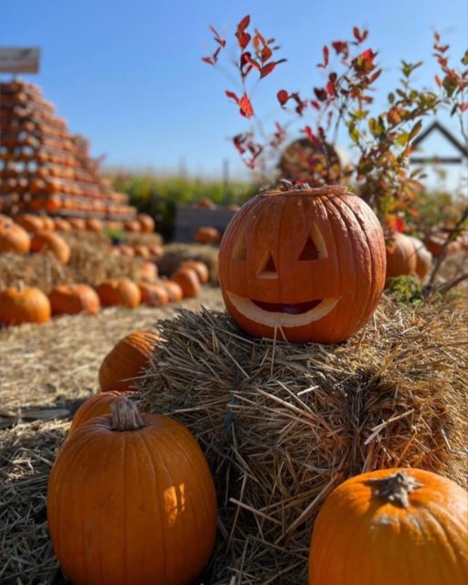 🎃 Dieses Wochenende schon was vor? Wie wär’s mit Kürbisschnitzen? 😍

Wir sind Samstag & Sonntag von 10-19 Uhr für euch da. Sucht euch euren Lieblingskürbis aus, werdet kreativ und gestaltet euer ganz persönliches Kürbis-Kunstwerk 👻✨

Und psst… bald gibt’s bei uns wieder einen Kürbisschnitz-Wettbewerb! 👀🎃
Also unbedingt ein Foto von euren Kunstwerken machen!

Mehr Infos dazu gibt‘s ganz bald 🤎

#kürbisschnitzen #familienausflug #ausflugstipp #wochenende