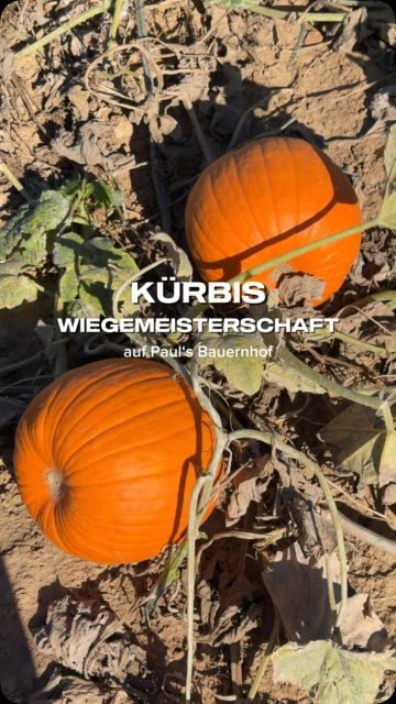 🎃 Auf die Waage mit den Riesenkürbissen!
Am 3. Oktober wird es bei Paul’s Bauernhof wieder richtig schwer ⚖️
Nach der 1. Hessischen Kürbiswiegemeisterschaft im letzten Jahr geht unser Wettbewerb in die zweite Runde - natürlich mit tollen Preisen für die Gewinner! 🏆
1. Platz: 500 € Preisgeld + Präsentkorb von Paul's Bauernhof im Wert von 100 €
2. Platz: Preisgeld + Präsentkorb im Gesamtwert von 200€
3. Platz: Präsentkorb im Wert von 100 €
📍Maislabyrinth Wallau
Theodor-Heuss-Straße, 65719 Hofheim
📅 Samstag, 03.10.2026
⏰ ab 14 Uhr
Mitmachen können alle! Hobbyzüchter, Profis, Kitas, Schulklassen, Vereine & Familien ✨
Ihr wollt euren Kürbis ins Rennen schicken? Dann bring ihn vorbei! 🎃
Oder schaut einfach zu und erlebt live, welche Dimensionen so ein Riesenkürbis erreichen kann.
Mehr Infos zur Anmeldung findet ihr auf der Website.
Wir freuen uns auf euch! 🤎