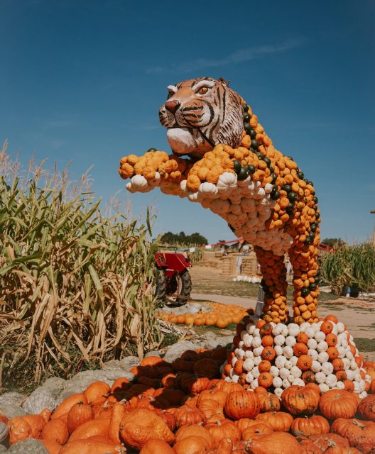 🍂 Ferien auf Paul‘s Bauernhof! 🎃

Unsere Kürbiserlebniswelt hat in den Ferien jetzt täglich ab 10 Uhr für euch geöffnet - und es gibt einiges zu entdecken! ⭐️🎪

Ihr könnt in unsere Kürbiswelt eintauchen, die Kürbisfiguren bestaunen, Abenteuer erleben und jede Menge Spaß haben!

Außerdem warten das Maislabyrinth, die Strohburg, unsere Hüpfkissen, der Maispool und viele leckere Kürbis- und Mais-Snacks auf euch! 🌽✨

📍Maislabyrinth Wallau
Theodor-Heuss-Straße, 65719 Hofheim
📅 Montag - Sonntag ab 10 Uhr

📸 Fotos von @laxlou_
