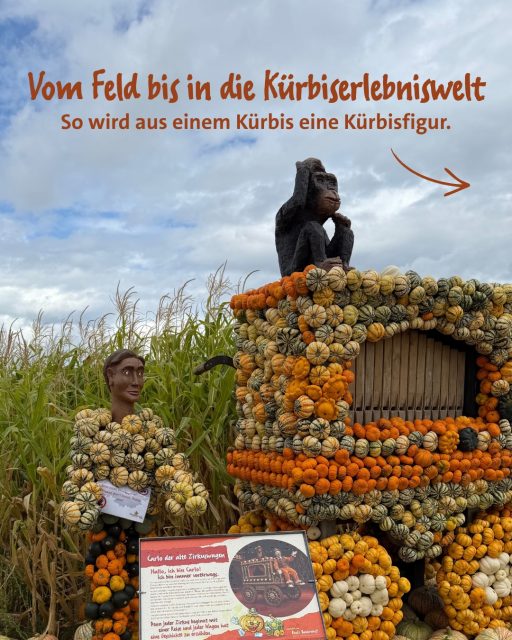 Habt ihr euch schon mal gefragt, wie aus all den Kürbissen eigentlich unsere riesigen Kürbisfiguren entstehen? 🎃

👉🏻 Swipe nach links, um es zu erfahren!

Alles beginnt auf unseren Feldern. Mit tausenden Kürbissen, die wir schon passend zu den Figuren abbauen und die später zu etwas ganz Besonderem werden. 🎃

Sobald sie reif sind, werden sie von unserem Team direkt vom Feld geholt 🌱

Nachdem die Kürbisse vom Feld kommen, werden sie erst einmal gründlich gewaschen und für ihren großen Auftritt vorbereitet ✨

Hier sieht man den Unterschied ganz gut 😍

Jetzt wird es richtig aufwändig… durch jeden Kürbisstrunk kommt ein kleines Loch, durch das ein Kabelbinder gezogen wird.
Und dann kommen die Kürbisse an ihren Platz. So entstehen unsere Figuren Stück für Stück. 🎪🎃

Und das Ergebnis kann sich sehen lassen!
Für unsere 16 Kürbisfiguren haben wir über 30.000 Kürbisse verbaut 🎃

Vom kleinen Kürbis auf dem Feld bis zur fertigen Figur in der Kürbiserlebniswelt steckt also ganz schön viel Arbeit dahinter.

Und jetzt könnt ihr sie live bestaunen! 💛