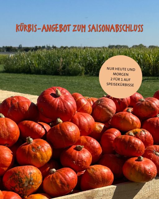 🎃 Kürbis-Endspurt bei Paul‘s Bauernhof!

Nur heute und morgen gibt’s bei uns ein besonderes Angebot im Maislabyrinth: 

⭐️ 2 FÜR 1 auf alle SPEISEKÜRBISSE ⭐️

Perfekt, um euch noch einmal mit euren Lieblingskürbissen für die Herbstküche einzudecken. 

Das Angebot gilt für alle Speisekürbisse (ausgenommen Zier- und Halloweenkürbisse)

Ihr könnt die Kürbisse auch ohne Eintritt ins Maislabyrinth kaufen. 

Also nutzt die letzten beiden Öffnungstage und sichert euch euer Kürbis-Schnäppchen ☺️🧡