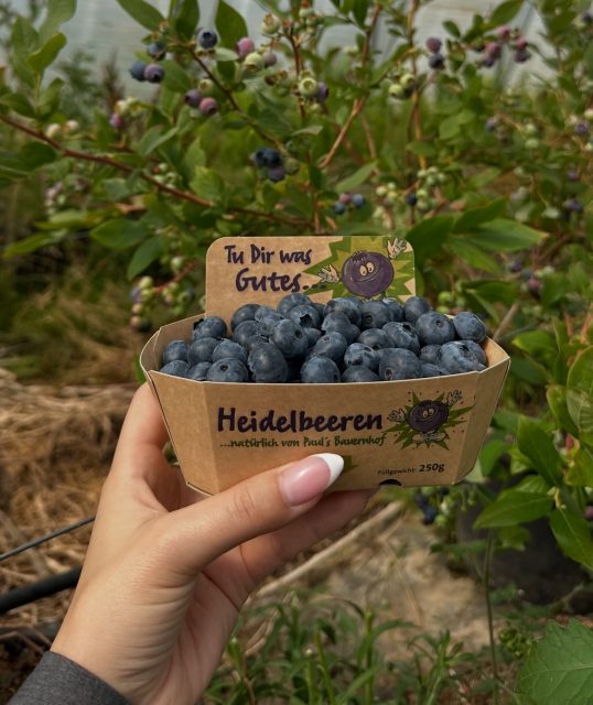 Neben Erdbeeren und Himbeeren bekommt ihr an unseren Verkaufsständen auch Heidelbeeren 🫐Süß, aromatisch und perfekt für den Sommer - kommt vorbei und besucht uns an unseren Ständen!#paulsbauernhof #heidelbeeren #hessen
