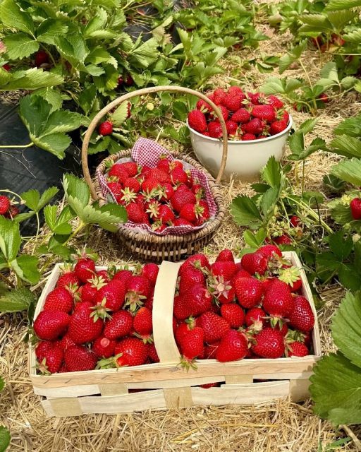 🍓 Letzter Erdbeertag! 🍓Heute (07.07.) ist der finale Verkaufstag der Erdbeersaison 2025 an all unseren noch geöffneten Ständen.Danke für eine tolle Saison – wir hatten richtig viel Spaß mit euch! 💚Ab dem 08.08. sind wir dann wieder täglich im Maislabyrinth & der Kürbiserlebniswelt für euch da! 🌽🎃Wir freuen uns schon jetzt!#erdbeeren #erdbeersaison #kürbiserlebniswelt #maislabyrinth