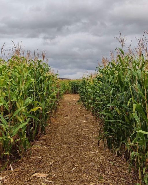 🌽 Nur noch ein paar Wochen – dann sieht es bei uns wieder so aus! Am 08. August öffnet unser Maislabyrinth endlich wieder seine Tore.Wer freut sich schon aufs Verlaufen, Entdecken und Spaß haben?#maislabyrinth #wallau #paulsbauernhof #hofheimamtaunus #maislabyrinthwallau #kürbiserlebniswelt #kürbishof
