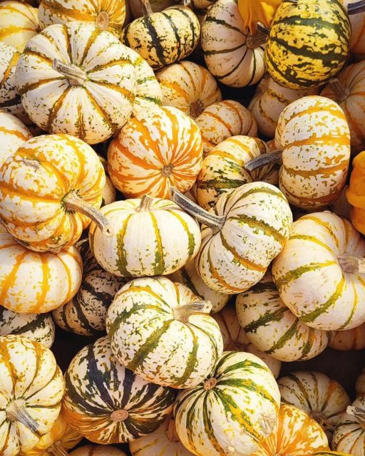 GEWINNSPIEL 🌽🎫Zur Saisoneröffnung unseres Maislabyrinths in Wallau am 08. August nächste Woche verlosen wir 2 Saison-Tickets für den Eintritt!  So könnt ihr teilnehmen:- like das Foto- markiere deine Begleitung, mit der du die sechs Stationen im Maislabyrinth finden möchtest📍Theodor-Heuss-Str., 65719 Hofheim am Taunus🕙 in den Ferien täglich von 10:00 - 19:00 Uhr🕙 nach den Ferien Mo. - Fr. 14:00 - 19:00 Uhr / Sa. & So. 10:00 - 19:00 UhrAm 10. August 2025 benachrichtigen wir den Gewinner/ die Gewinnerin per Direktnachricht. Teilnahmeschluss ist der 09.08.2025 um 23:59 Uhr.Der Gewinn berechtigt zum Eintritt ins Maislabyrinth Wallau zwischen dem 08.08. bis 30.08.2025.Wir freuen uns auf deine Teilnahme! 💛🌽✨Das Gewinnspiel steht in keiner Verbindung zu Instagram und wird in keiner Weise von Instagram gesponsert, unterstützt oder organisiert.Der Rechtsweg ist ausgeschlossen. Keine Barauszahlung des Gewinns.#maislabyrinth #wallau #paulsbauernhof #kürbis #kürbiserlebniswelt