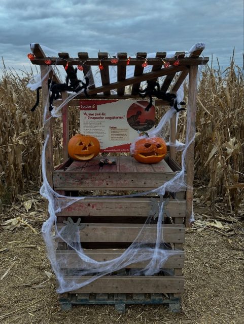 🎃 Liebe Kürbisfans,die letzte Woche unserer Kürbis-Erlebniswelt hat begonnen! 🍂Noch bis zum 31. Oktober habt ihr die Chance, durch unser Maislabyrinth zu spazieren, herbstliche Leckereien zu genießen und euch von ganz viel Kürbiszauber verzaubern zu lassen. 🧡✨📅 Öffnungszeiten:Mittwoch & Donnerstag: 13:00 – 18:30 UhrFreitag: 13:00 – 21:30 UhrKommt vorbei, erlebt den Herbst auf dem Hof und genießt die letzten Tage in unserer Kürbis-Erlebniswelt! 🌾🎃#kürbiserlebniswelt #paulsbauernhof #halloween #familienausflug