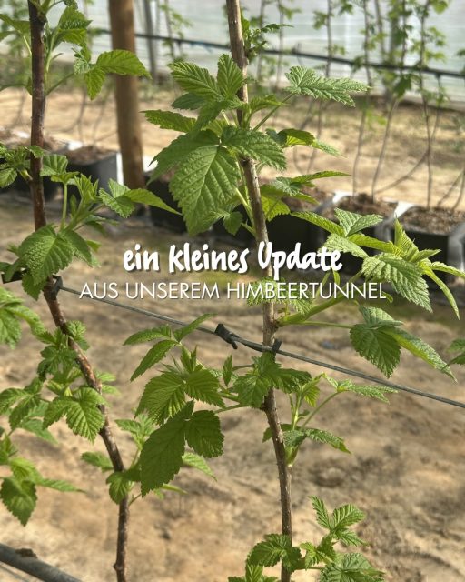 Update aus unserem Himbeertunnel 🌱

Die Pflanzen haben in den letzten Wochen richtig starke Wurzeln gebildet und können dadurch jetzt optimal Nährstoffe aufnehmen – die perfekte Basis für eine gesunde Entwicklung.

Wir entfernen regelmäßig die unteren 2-3 Austriebe, damit die Pflanzen ihre Kraft genau dorthin lenken können, wo wir sie brauchen.

Die ersten Blüten lassen auch nicht mehr lange auf sich warten – in ein paar Tagen ist es so weit 🌸

#himbeeren #landwirtschaft #frühling