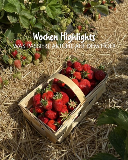 Was ist die letzten Tage bei Paul‘s Bauernhof passiert? 👨🏼🌾🌿
Auf unseren Erdbeerfeldern wurde Stroh zwischen den Reihen ausgelegt. 🌾 Das schützt unsere Erdbeeren vor Feuchtigkeit und Schmutz und sorgt dafür, dass die Früchte schön trocken und sauber bleiben.
Außerdem konnten wir die Himbeersaison auf Paul’s Bauernhof eröffnen ❤️ Die ersten reifen Himbeeren sind da und ab sofort täglich frisch gepflückt an unseren Verkaufsständen erhältlich.
Alle Infos zu unseren Verkaufsständen, Standorten und Öffnungszeiten findet ihr wie immer auf unserer Website.
Auch unser Selbstpflückfeld war die ganze Woche über geöffnet und es war so schön zu sehen, wie viele Familien, Freunde und Kinder gemeinsam auf dem Feld unterwegs waren 💕🍓
Alle Infos dazu findet ihr ebenfalls auf unserer Website.
Wart ihr dieses Jahr schon selbst pflücken?
#erdbeeren #sommer #himbeeren #landwirtschaft #hofleben